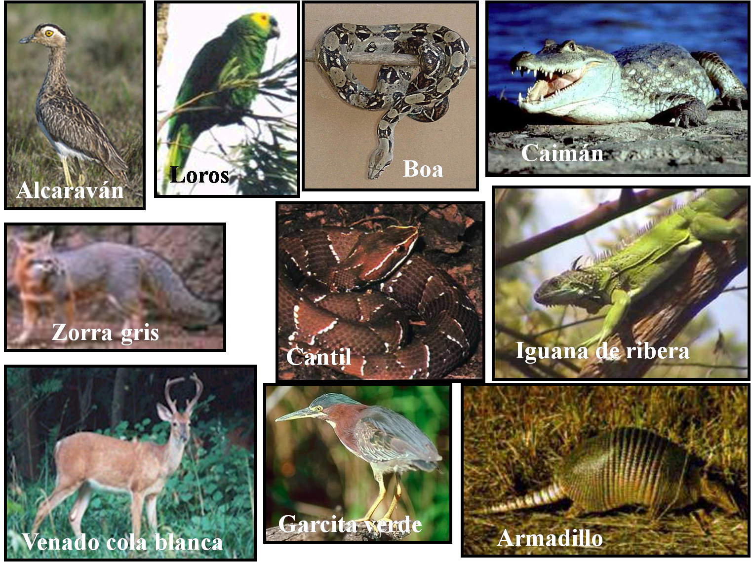 Ciudad de Puebla Flora y fauna Ciudad de Puebla Flora y fauna
